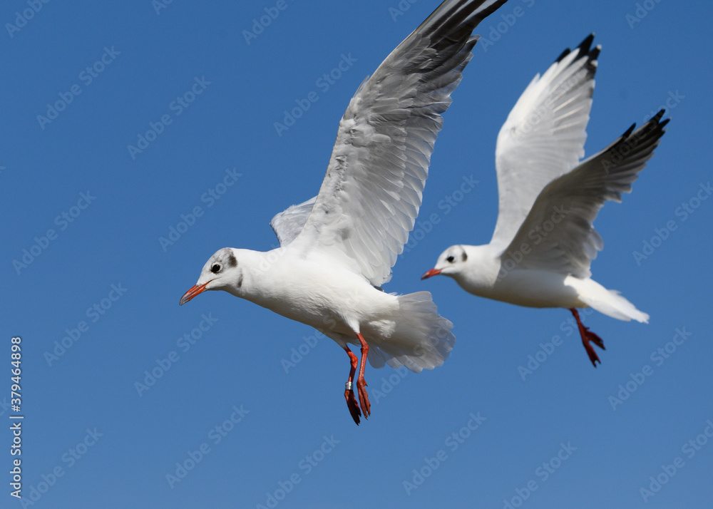 Fototapeta premium Möwe