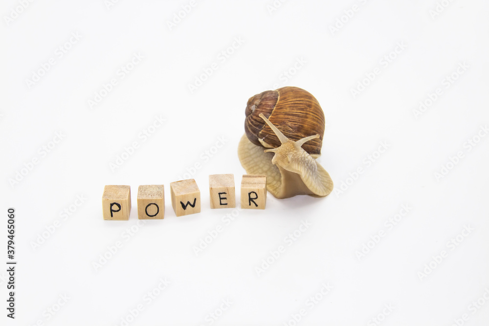 Beautiful grape snail move to wooden cubes. On cubes written word Power Beautiful grape snail move to wooden cubes. On cubes written word Power