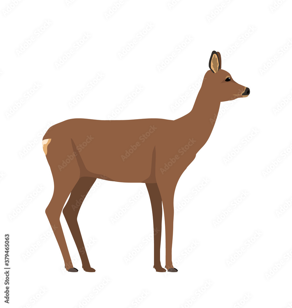Capreolus capreolus - Roe deer Female - Side view - Flat vector Isolated Capreolus capreolus - Roe deer Female - Side view - Flat vector Isolated