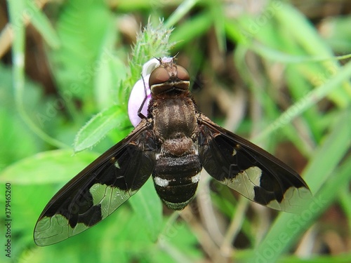 dragonfly on a branch