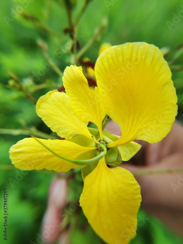 yellow orchid