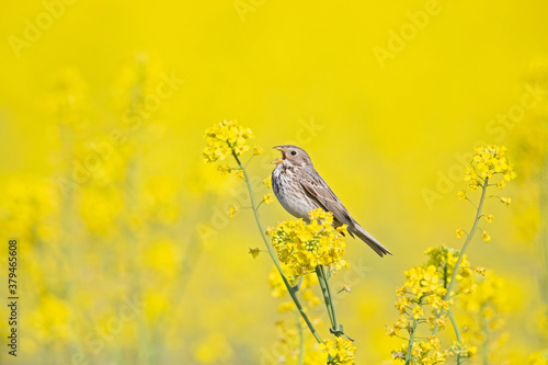 An adult corn bunting perched on the blossoms of a rapeseed field.