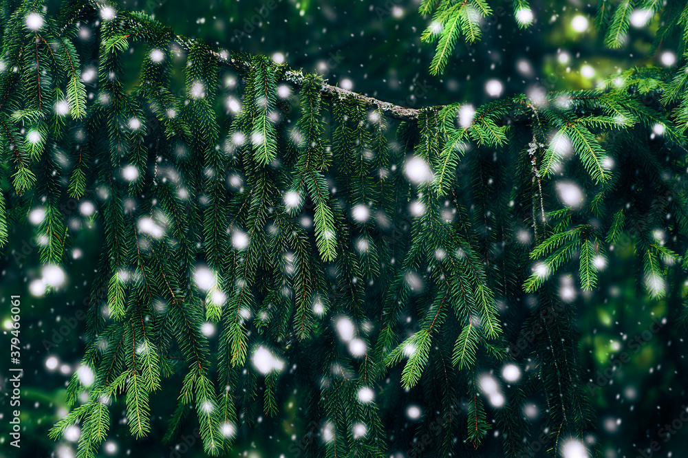 Winter background. Fir tree branches and snowfall. Christmas Holidays Background