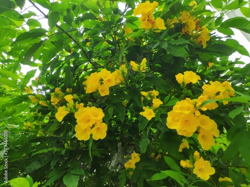 yellow flowers in the garden