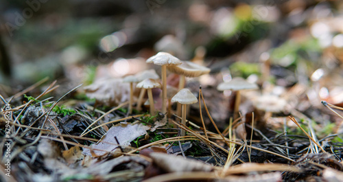 .autumn forest mushroom picking season, natural variety of fungi in the world