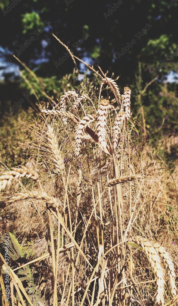 Obraz premium reeds in the water