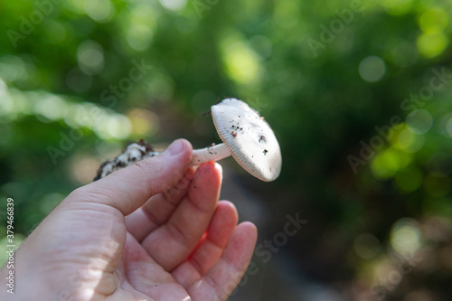 .identification of medicinal mushrooms, fungotherapy in our days photo