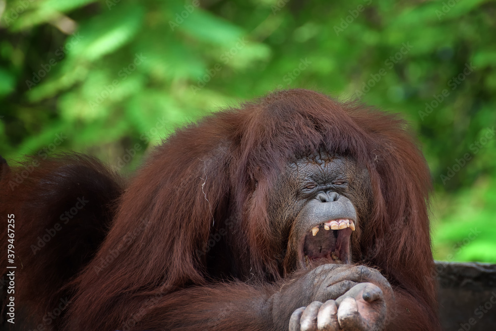 Funny faces of sleepy orangutan Funny faces of sleepy orangutan