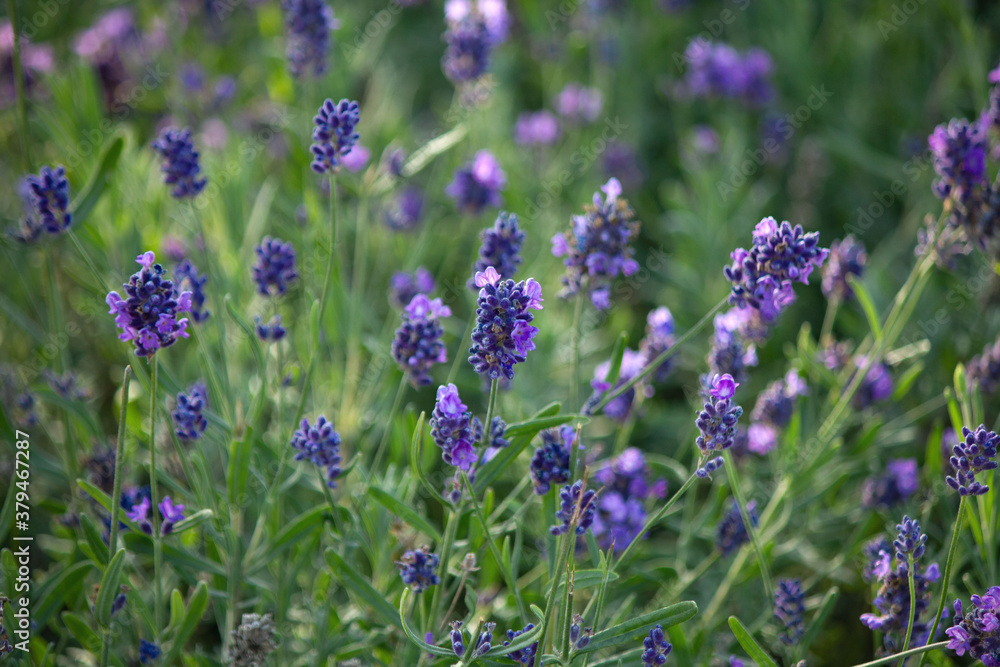 Narrow-leaved lavender flowers of Narrow-leaved lavender flowers of