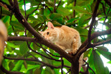 red, domestic, funny cat, sitting on a tree with green leaves