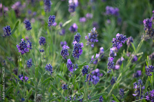 Narrow-leaved lavender flowers of  Elegance Purple 