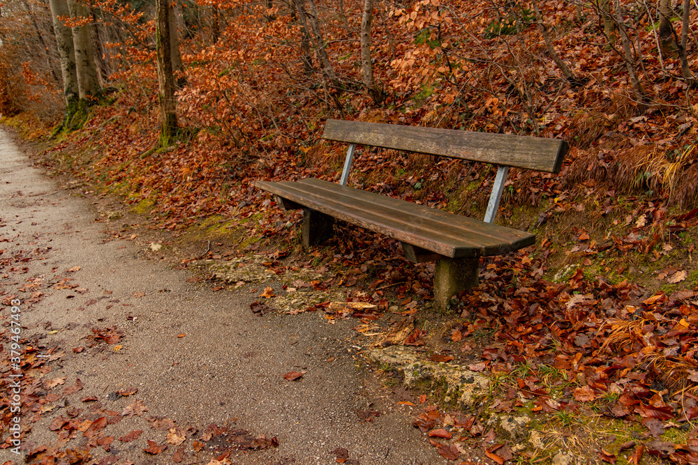 calm morning autumn September season time park outdoor scenic view with orange falling leaves on a ground and lonely wooden bench object calm morning autumn September season time park outdoor scenic view with orange falling leaves on a ground and lonely wooden bench object