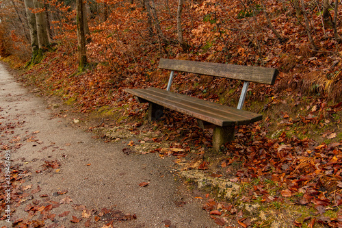 calm morning autumn September season time park outdoor scenic view with orange falling leaves on a ground and lonely wooden bench object