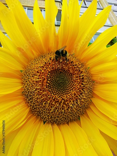 bumblebee on a sunflower