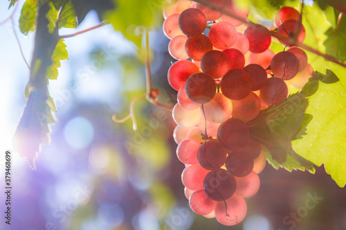 Bunch of pink grapes