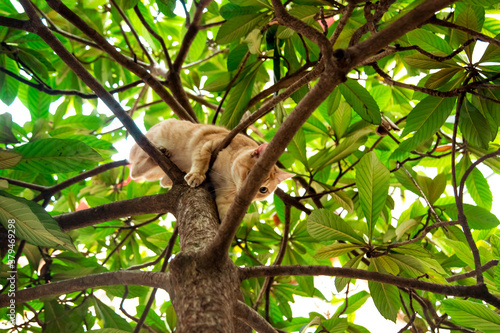 red  domestic  funny cat  sitting on a tree with green leaves