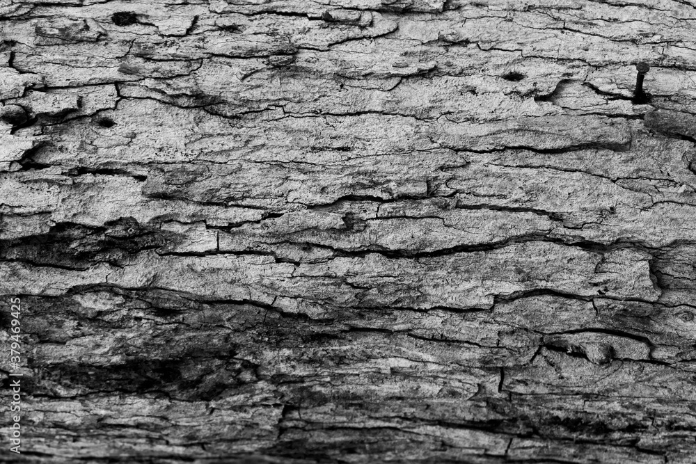 Old Wood Tree Texture Background Pattern Old Wood Tree Texture Background Pattern