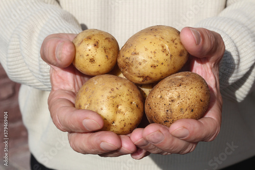 The farmer holds large healthy potato tubers in his hands