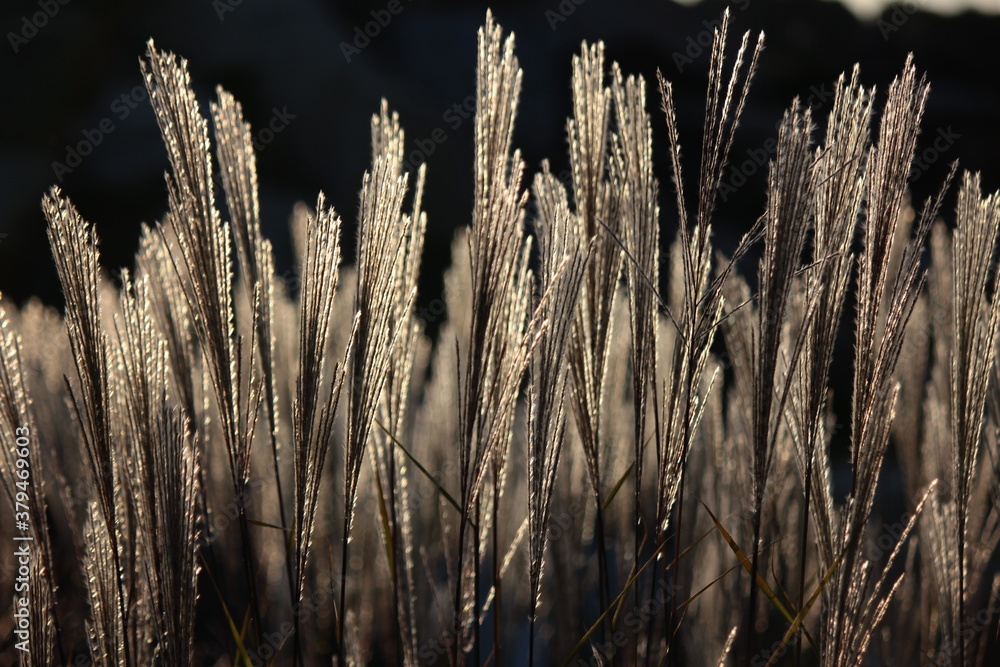 Tuft of Miscanthus sinensis grasses lit by the rays of the setting sun Tuft of Miscanthus sinensis grasses lit by the rays of the setting sun