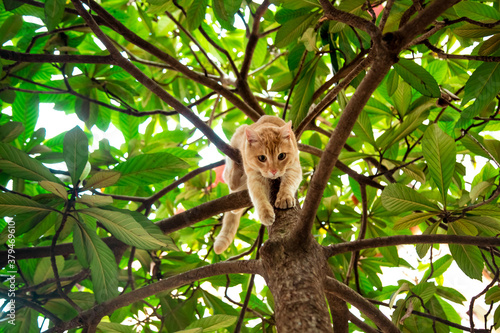 red  domestic  funny cat  sitting on a tree with green leaves