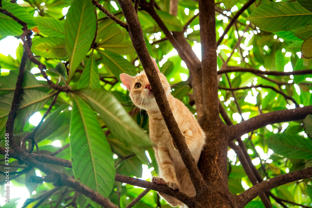 red, domestic, funny cat, sitting on a tree with green leaves red, domestic, funny cat, sitting on a tree with green leaves