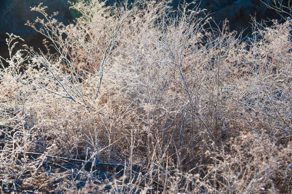 Fototapeta premium Winter trees in the snow