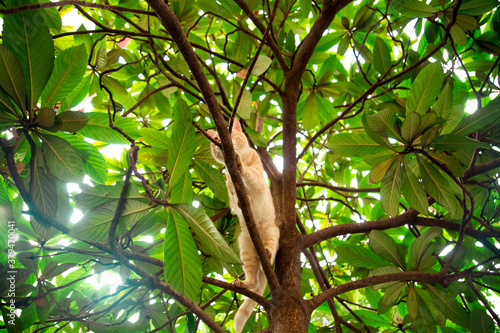 red, domestic, funny cat, sitting on a tree with green leaves © khanfus