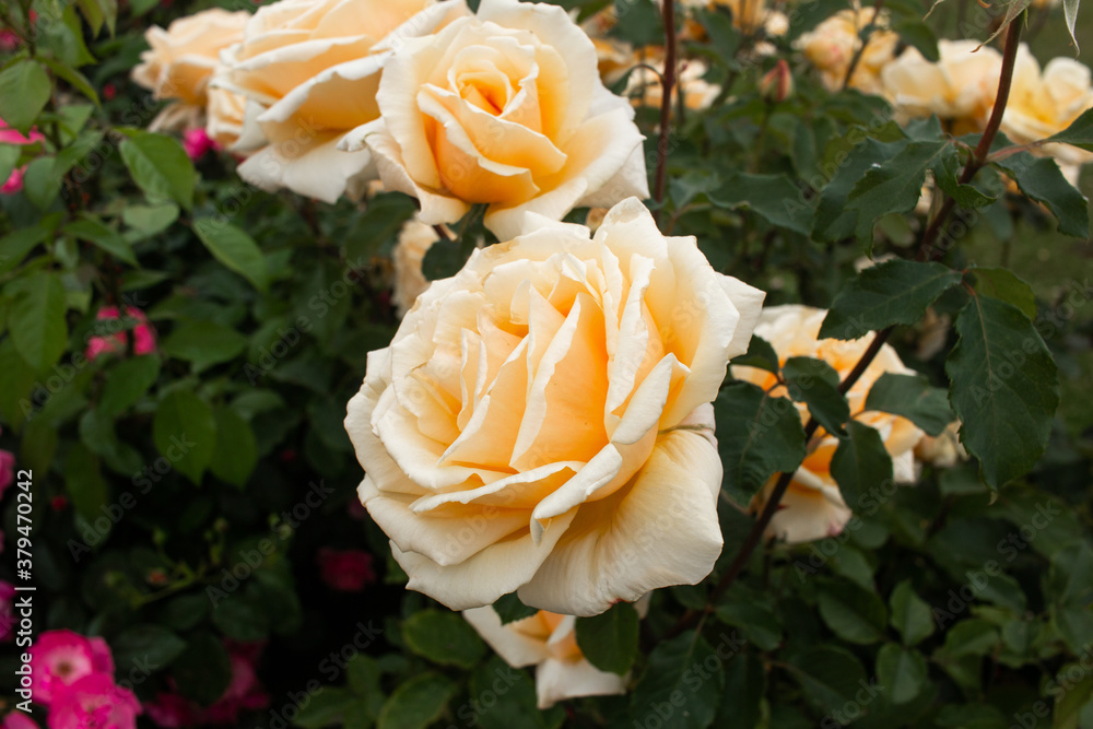 close up of orange roses in garden close up of orange roses in garden