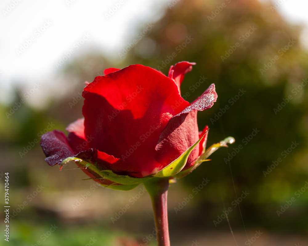Fototapeta premium A dark red autumn rose with drops of morning dew and a thin thread of cobweb.