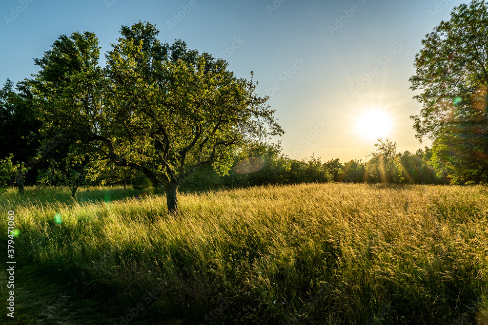 Fototapeta premium sunset in a orchard meadow with trees and a crop field in the foreground