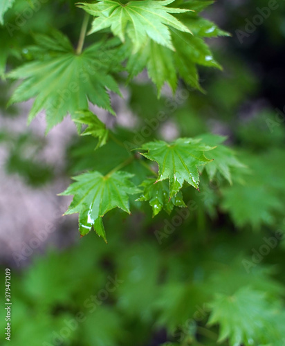 Green leaf detail with rain drops
