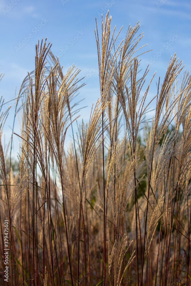 Fototapeta premium Tuft of Miscanthus sinensis grasses against the blue sky