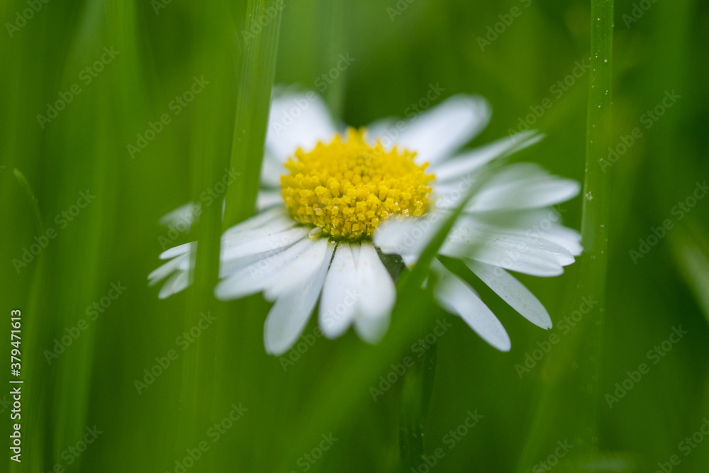 closeup image of a daisy flower blossom on green background closeup image of a daisy flower blossom on green background