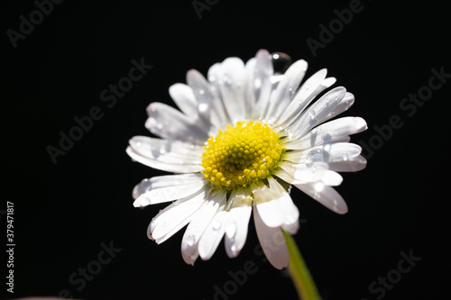 closeup image of a daisy flower blossom on green background