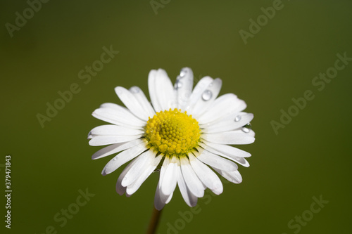 closeup image of a daisy flower blossom on green background