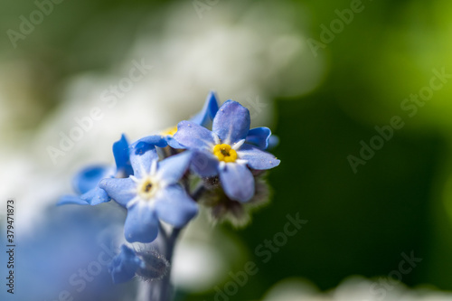 blue and white forget me not flowers on a colorful background with bokeh