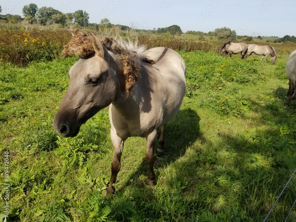 Fototapeta premium cows in the field