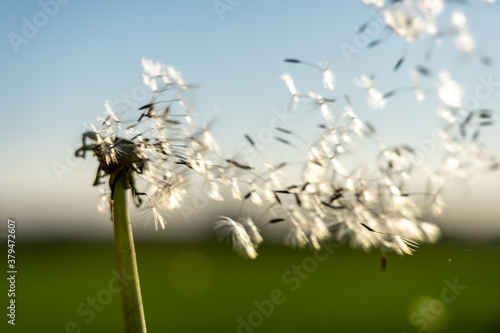 clouseup image of a dandelion flower with its seeds carried away by the wind