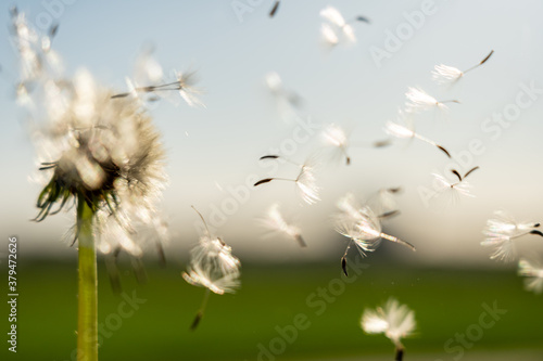 Fototapeta Naklejka Na Ścianę i Meble -  clouseup image of a dandelion flower with its seeds carried away by the wind