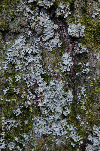 Fototapeta Naklejka Na Ścianę i Meble -  Embossed texture of brown tree bark with green moss and lichen on it.Background tree