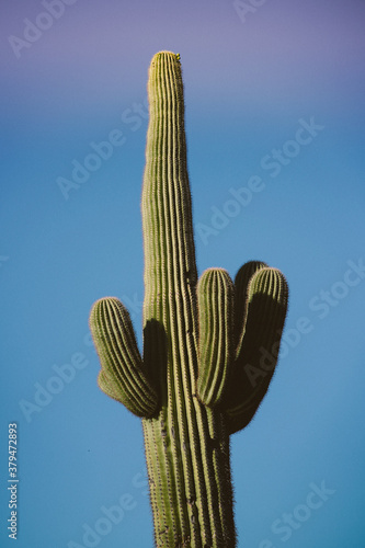 Cactus Arizona 