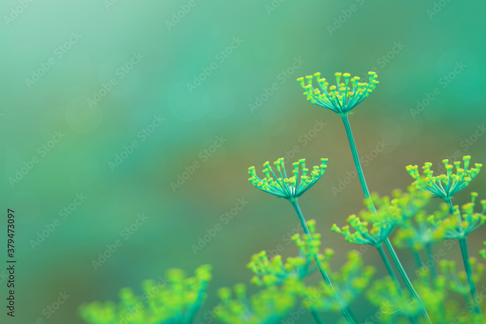 Close up of blooming dill flowers isolated on blurred background. - obrazy, fototapety, plakaty 