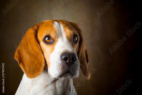 Tricolor Beagle dog waiting and catching a treat in studio, against dark background.