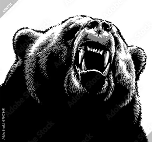 Fototapeta Naklejka Na Ścianę i Meble -  black and white linear draw bear vector illustration