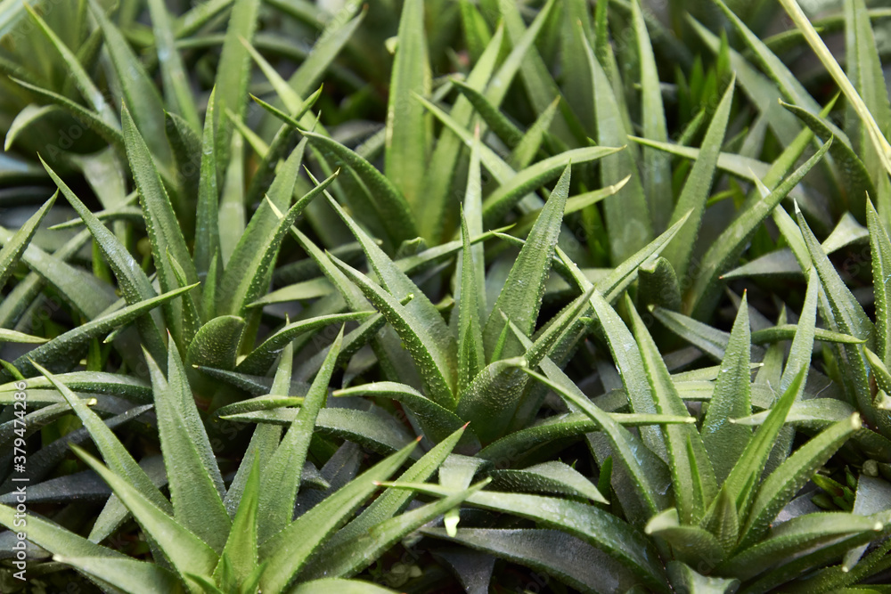 Obraz premium Haworthia attenuata succulent herb. low growing and almost stemless clustering perennial-succulent. Ornamental houseplant.