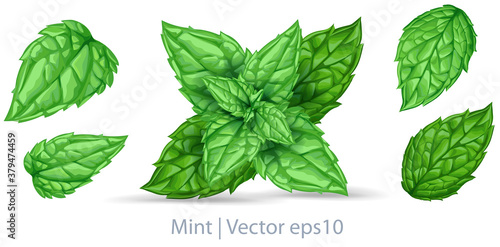 Vector fresh mint leaves isolated on a white background. Mint with transparent shadows