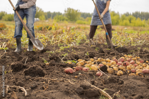 Farmer family dripping potato crop