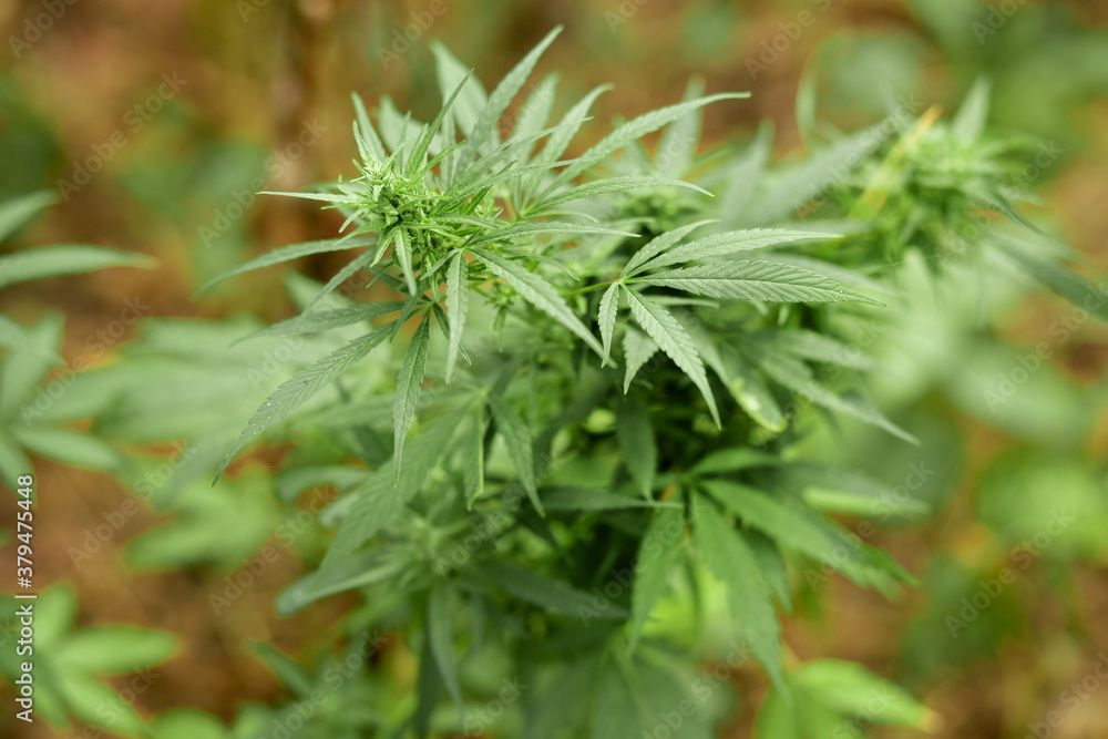 Marijuana. Green flowering cannabis plantation Marijuana. Green flowering cannabis plantation