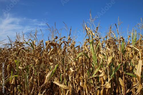 View on dried out corn field after hot and dry summer against blue sky