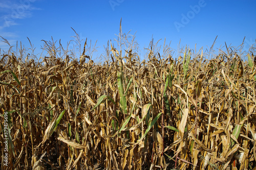 View on dried out corn field after hot and dry summer against blue sky